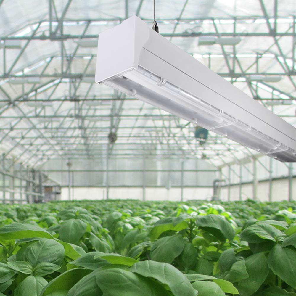 Grow Lights for Horticulture | Waveform Lighting